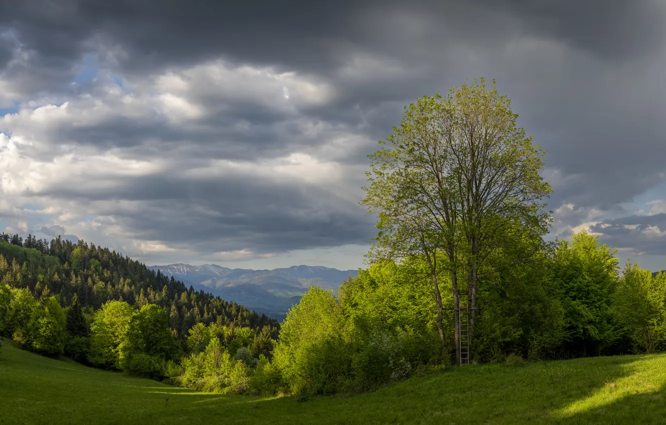 Photo wallpaper greens, field, forest, summer, grass, clouds, light, trees