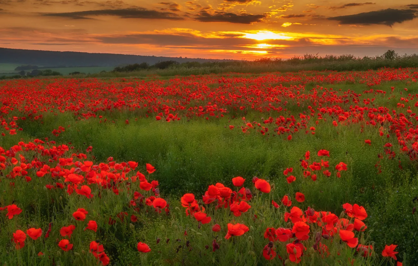 Photo wallpaper flowers, the evening, greens, poppy field, dal, Maki, summer, the sun