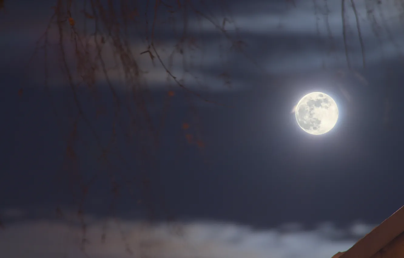 Photo wallpaper the sky, clouds, branches, nature, the evening, the full moon, January, Stan