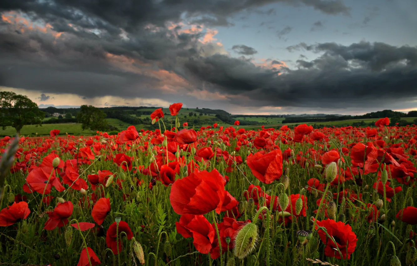 Photo wallpaper field, summer, the sky, clouds, flowers, red, clouds, Maki