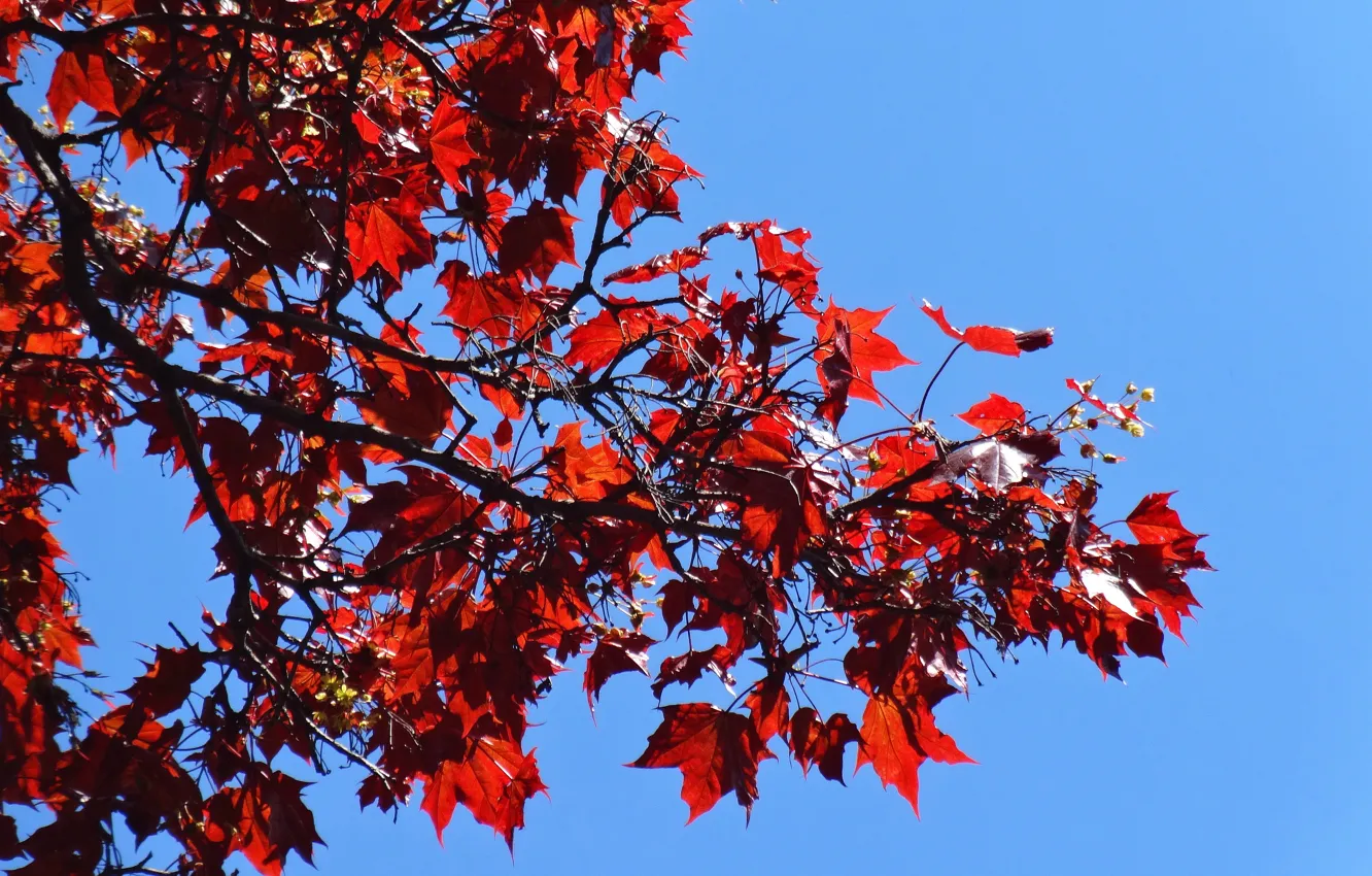 Photo wallpaper the sky, leaves, branches, red, nature, blue, widescreen, Wallpaper