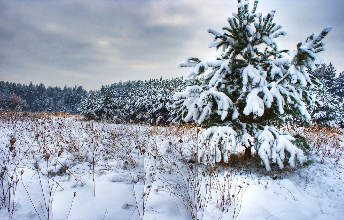 Photo wallpaper winter, snow, trees, tree