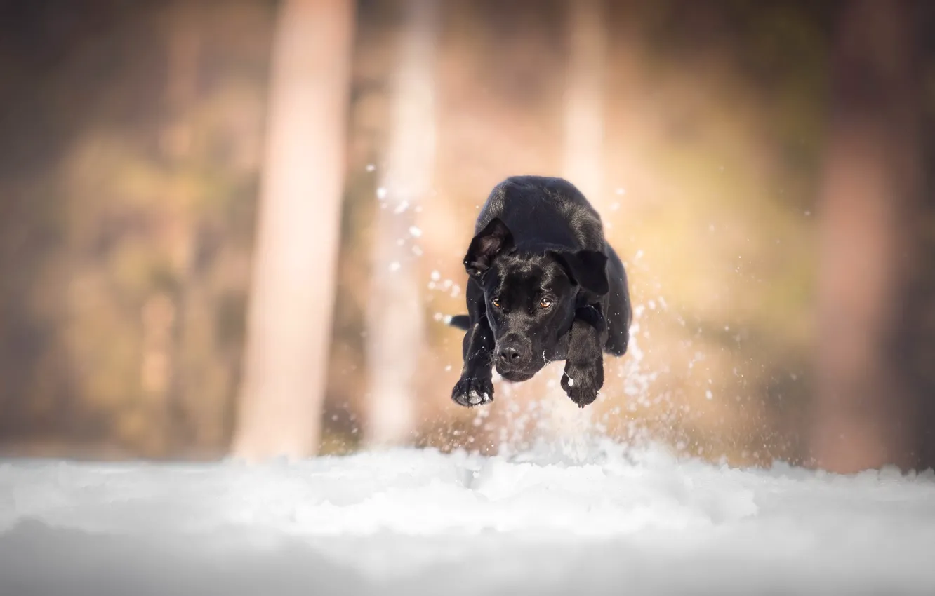 Photo wallpaper snow, dog, running