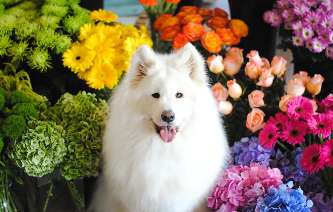 Photo wallpaper look, pose, dog, face, Samoyed