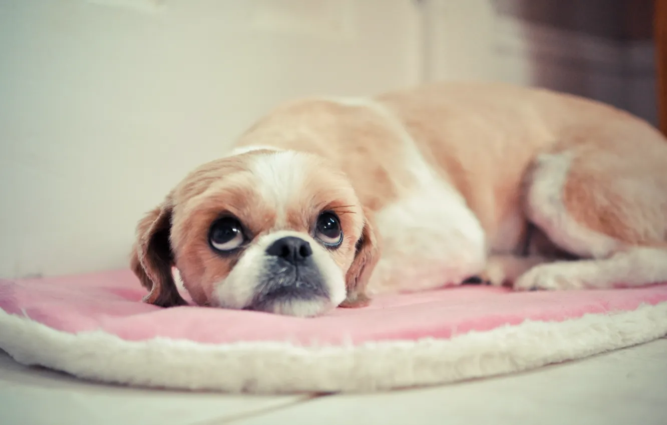 Photo wallpaper look, background, dog