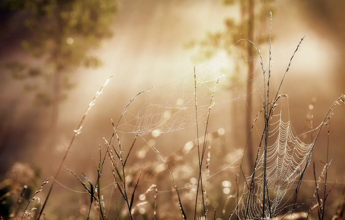 Photo wallpaper forest, summer, the sun, rays, light, trees, foliage, morning