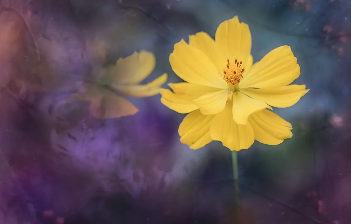 Photo wallpaper flowers, yellow, kosmeya, art processing