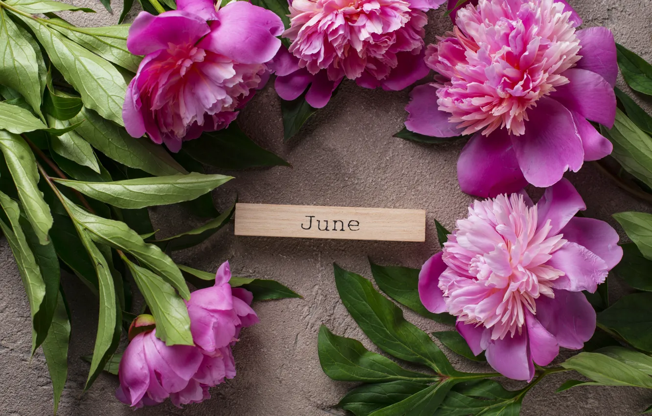 Photo wallpaper flowers, pink, pink, flowers, peonies, peonies