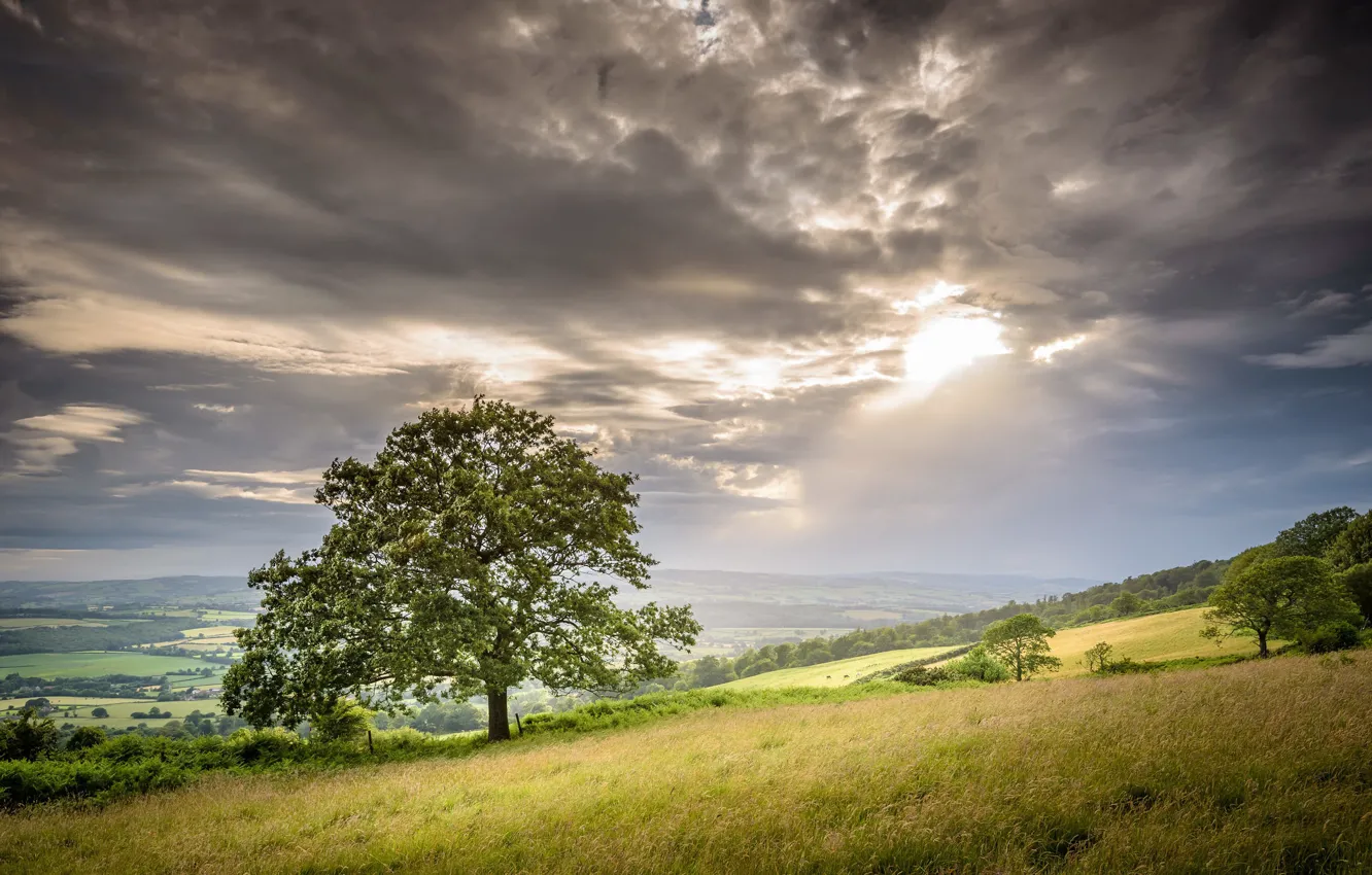 Photo wallpaper summer, the sky, tree, the evening