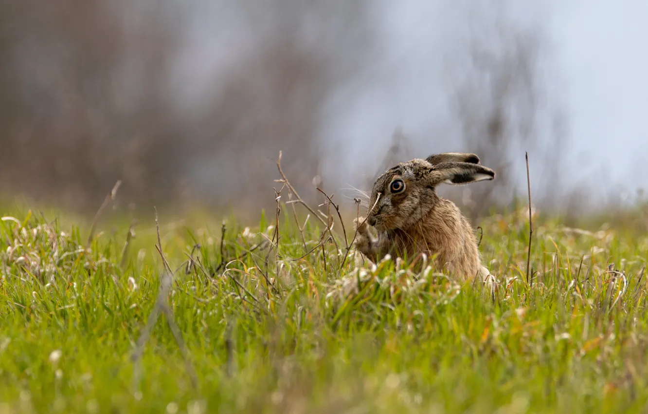 Photo wallpaper summer, grass, grey, background, glade, hare, spring, Bunny