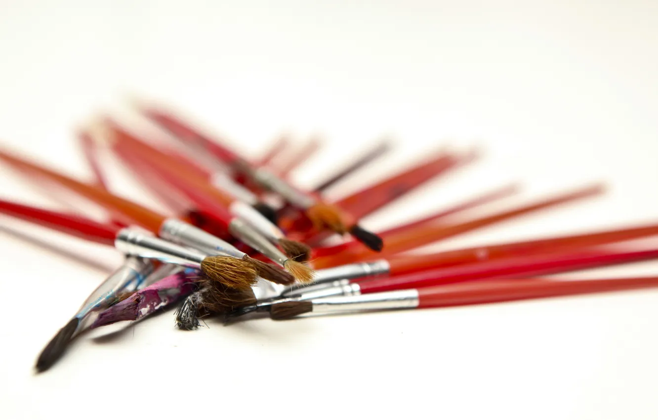 Photo wallpaper macro, background, brush