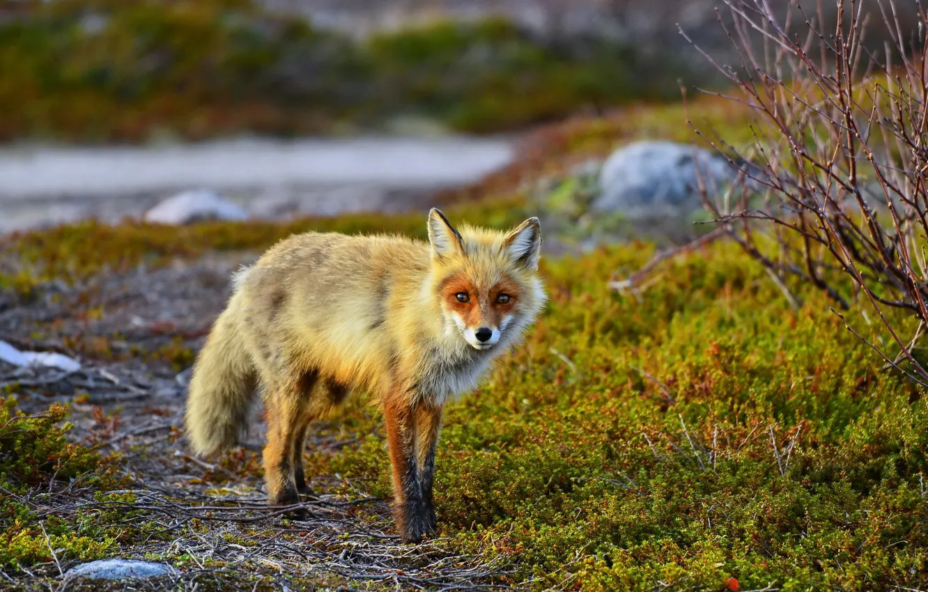 Photo wallpaper nature, background, Fox