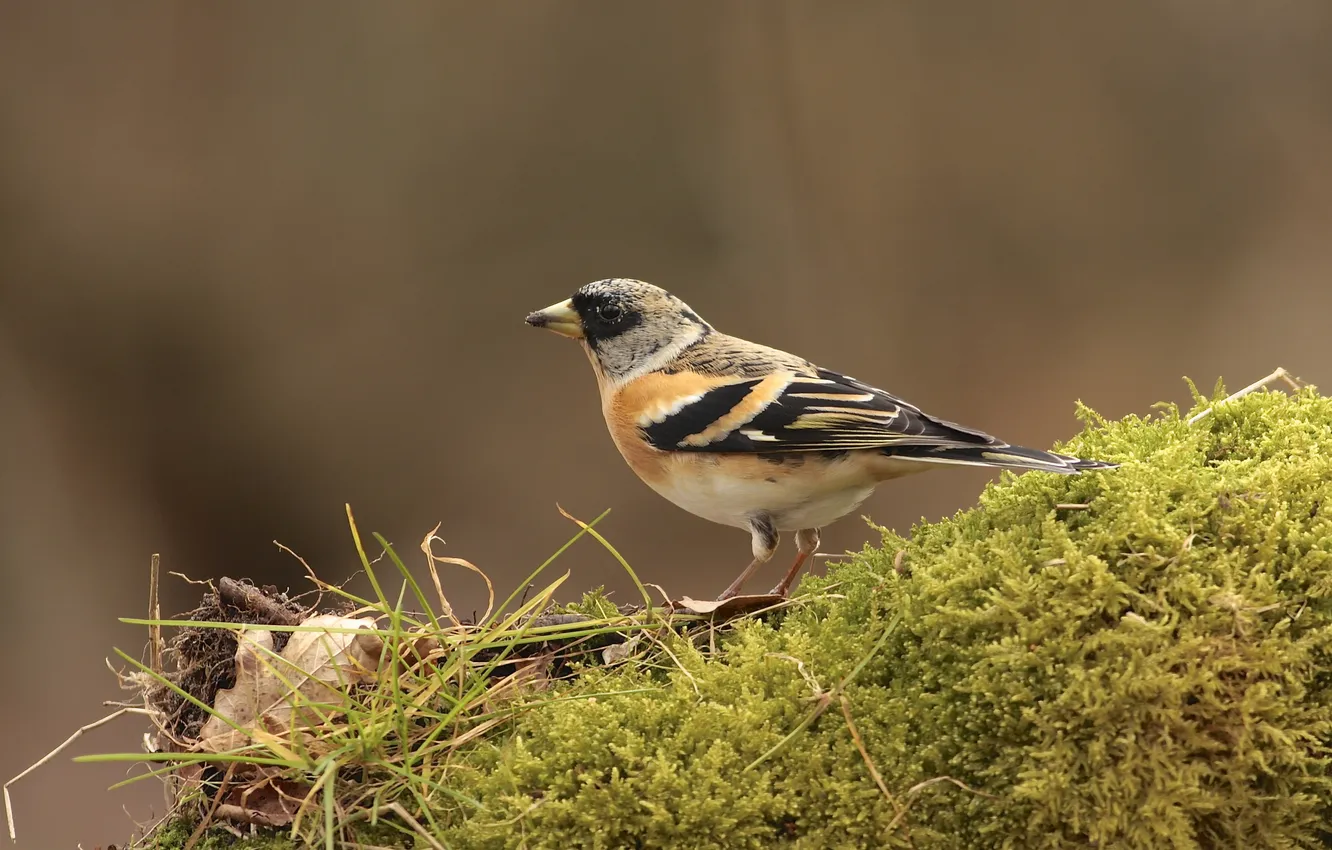 Photo wallpaper leaves, bird, moss, Dry, yurok