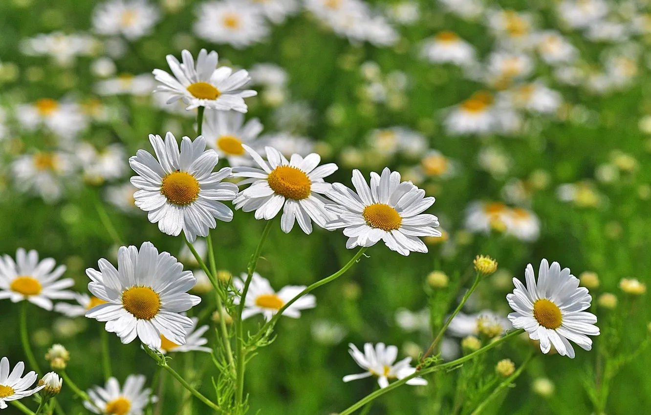 Photo wallpaper chamomile, petals, white, bokeh