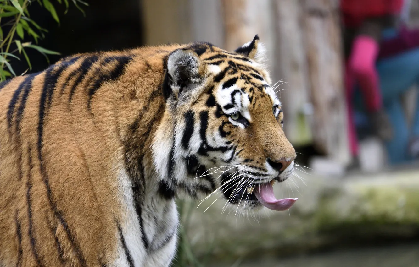 Photo wallpaper language, cat, tiger, Amur