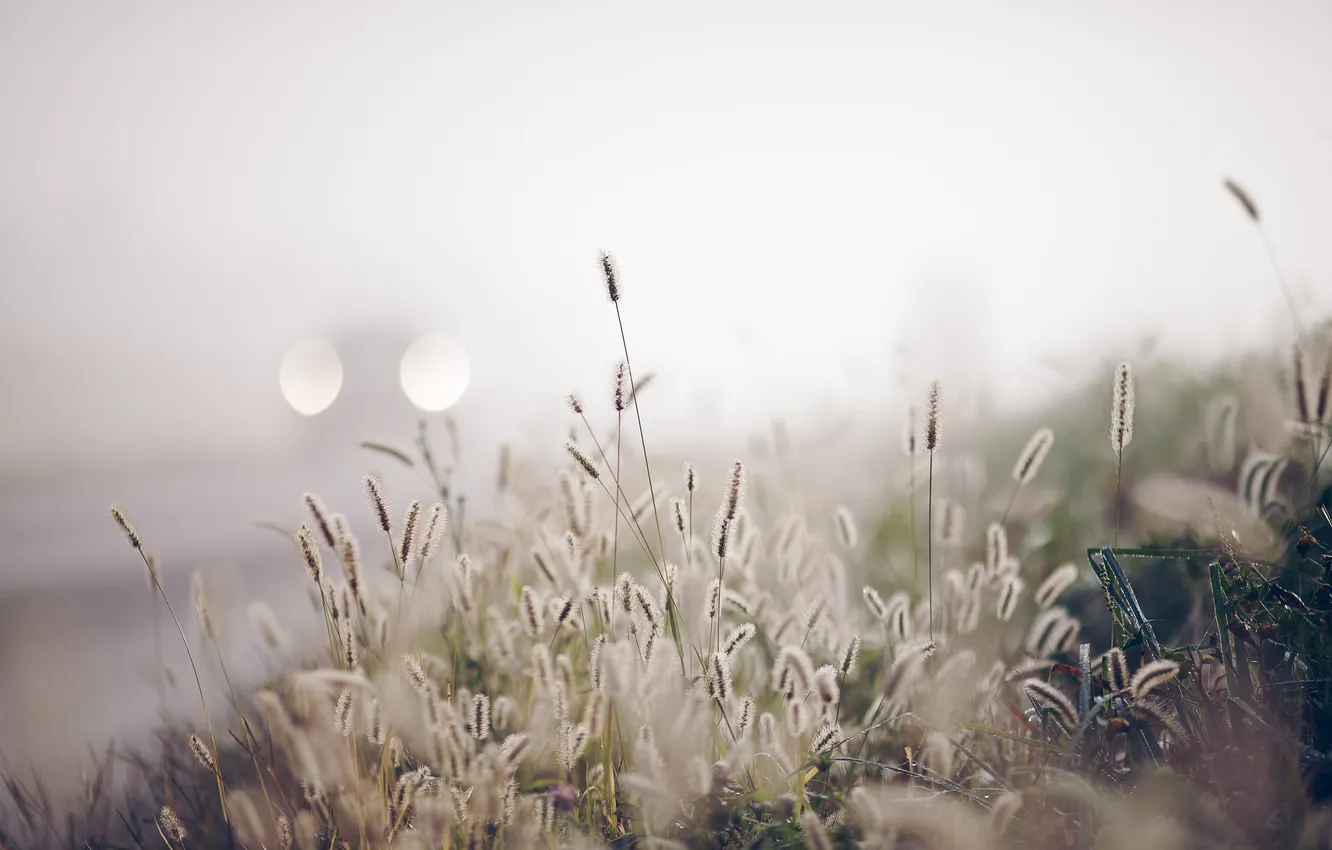 Photo wallpaper grass, nature, fog