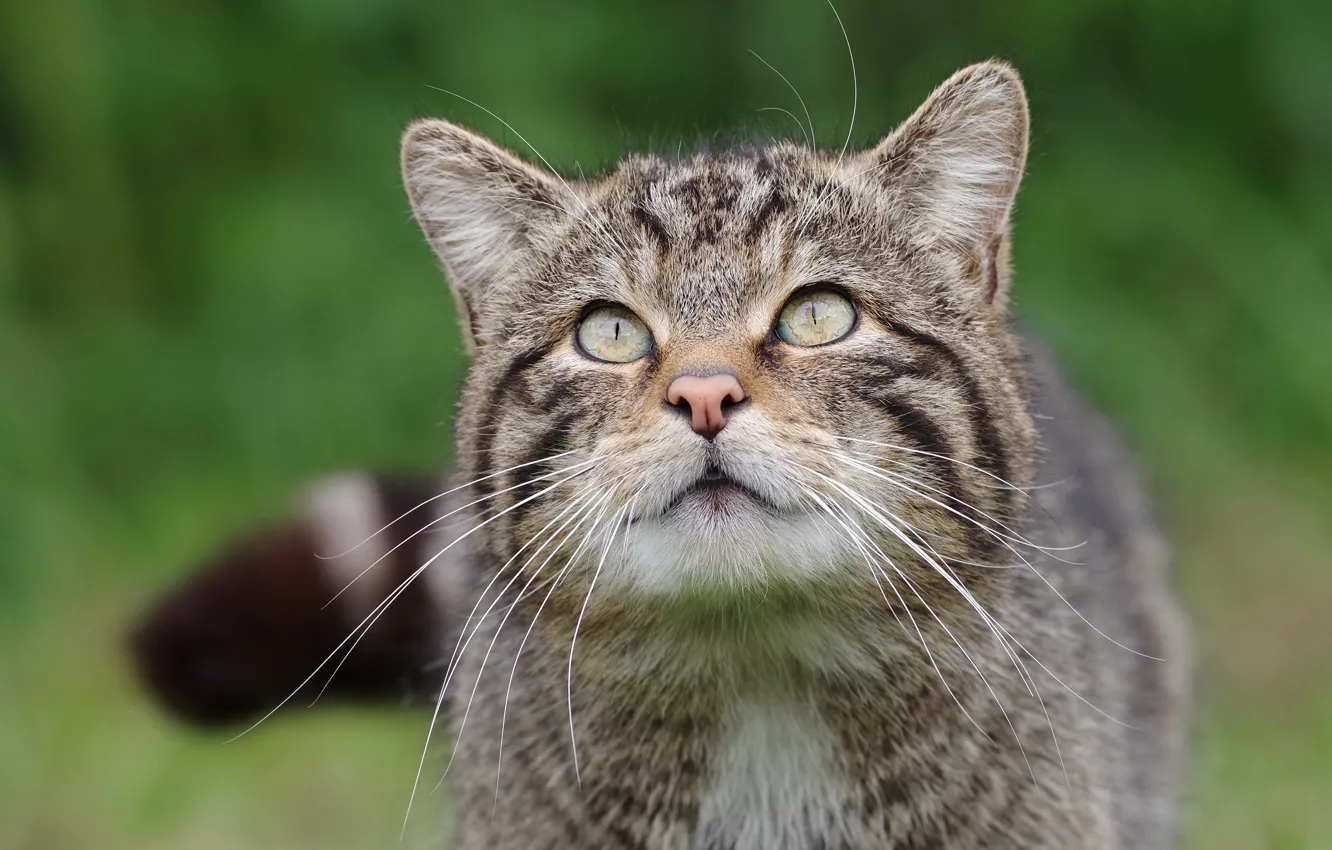Photo wallpaper cat, cat, look, grey, portrait, striped, wild, forest