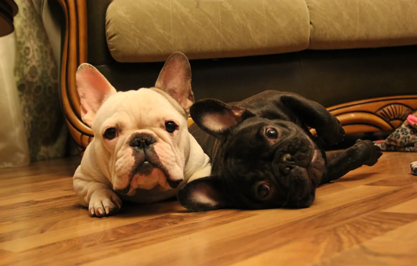 Photo wallpaper look, tiger, French bulldog, French Bulldog, white-fawn, two of the muzzle