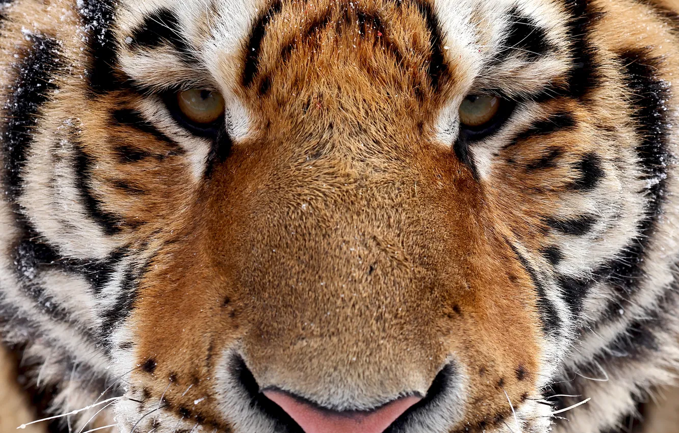 Photo wallpaper face, close-up, tiger, predator, Gudkov Andrey