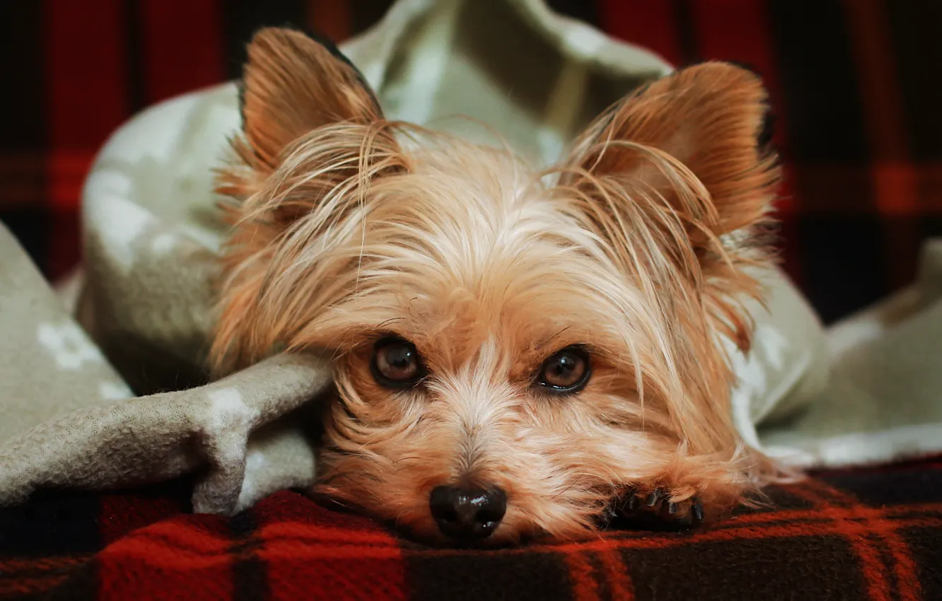 Photo wallpaper look, sofa, portrait, dog, blanket, lies, plaid, face