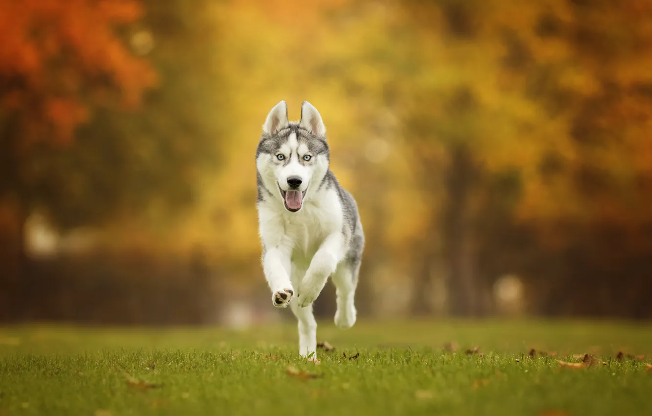 Photo wallpaper autumn, grass, dog, walk, bokeh, Husky