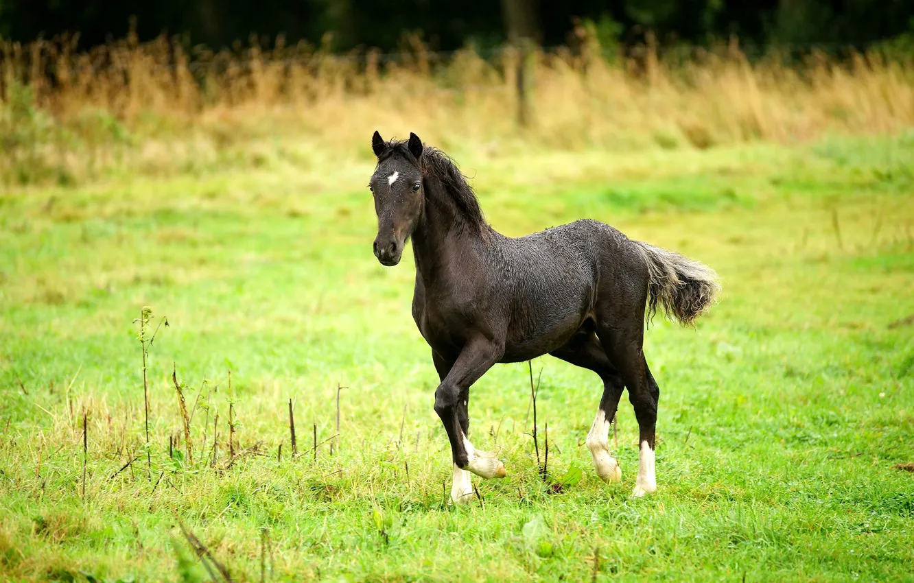 Photo wallpaper field, summer, grass, horse, lawn, black, horse, meadow