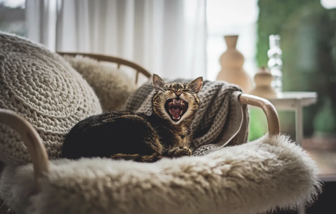 Photo wallpaper cat, house, beast