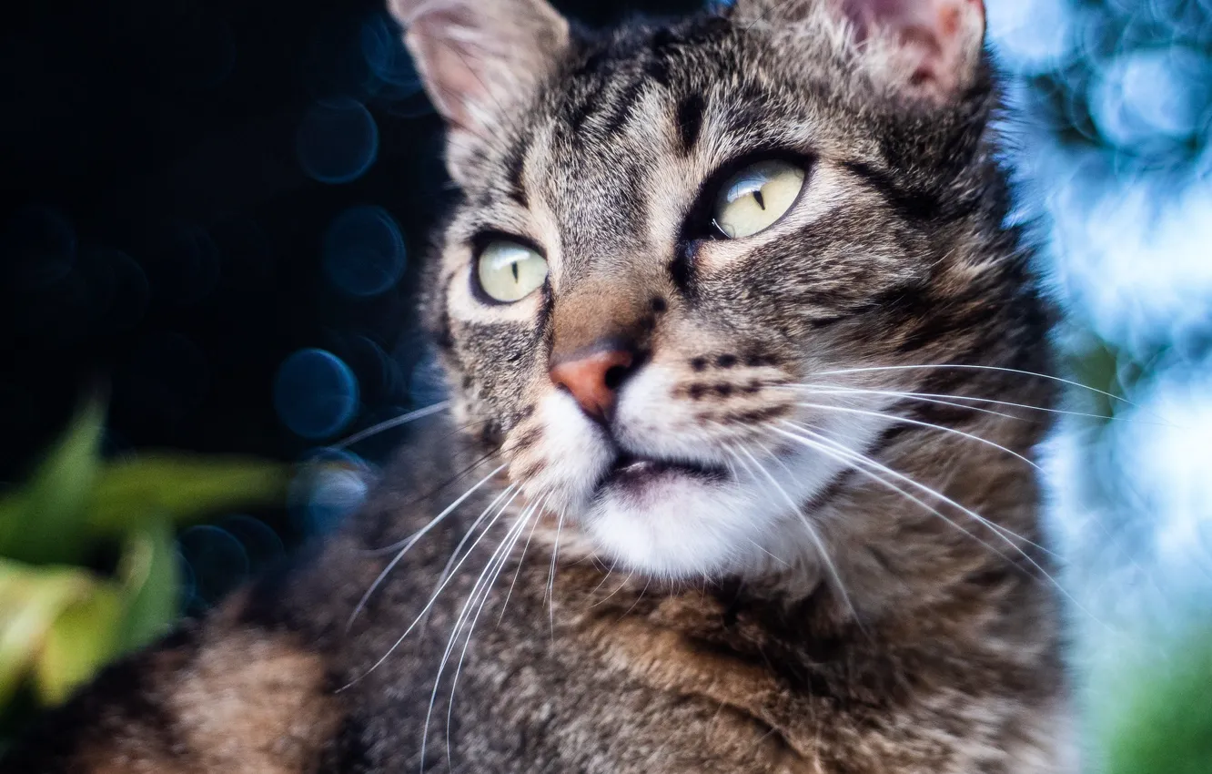 Photo wallpaper cat, cat, look, face, the dark background, grey, portrait, striped