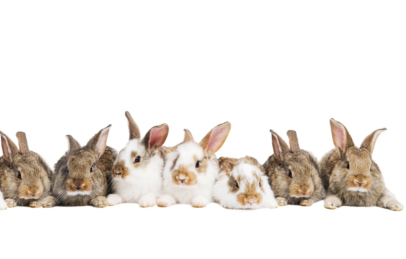 Photo wallpaper rabbits, fluffy, ears