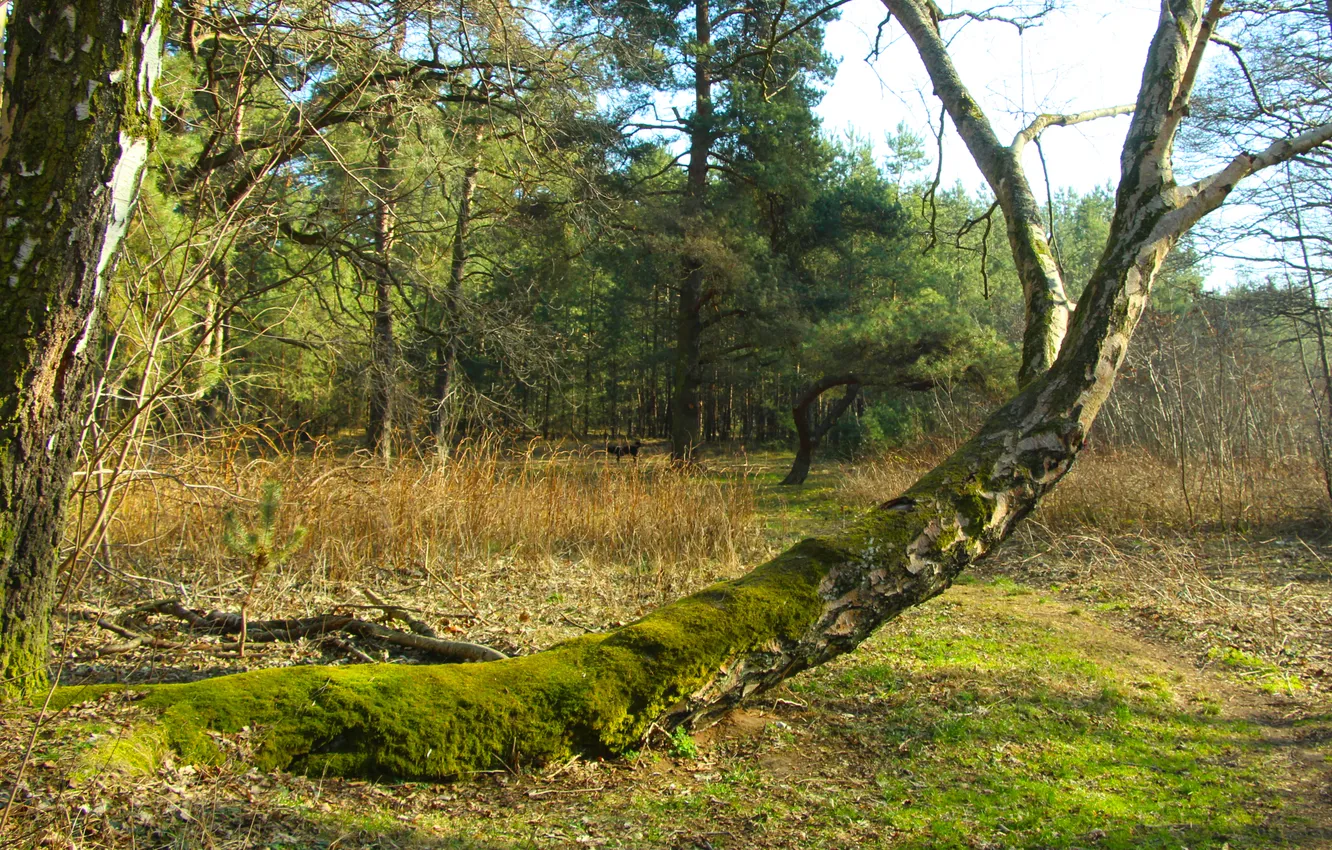 Photo wallpaper forest, park, tree trunk, forest moss, Leaning
