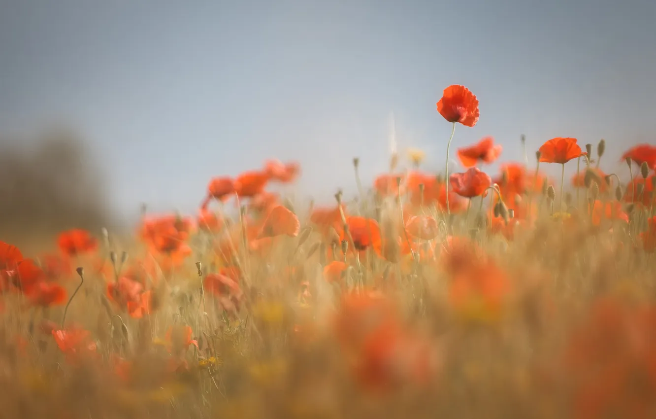 Photo wallpaper summer, flowers, red, Maki, meadow, poppy field