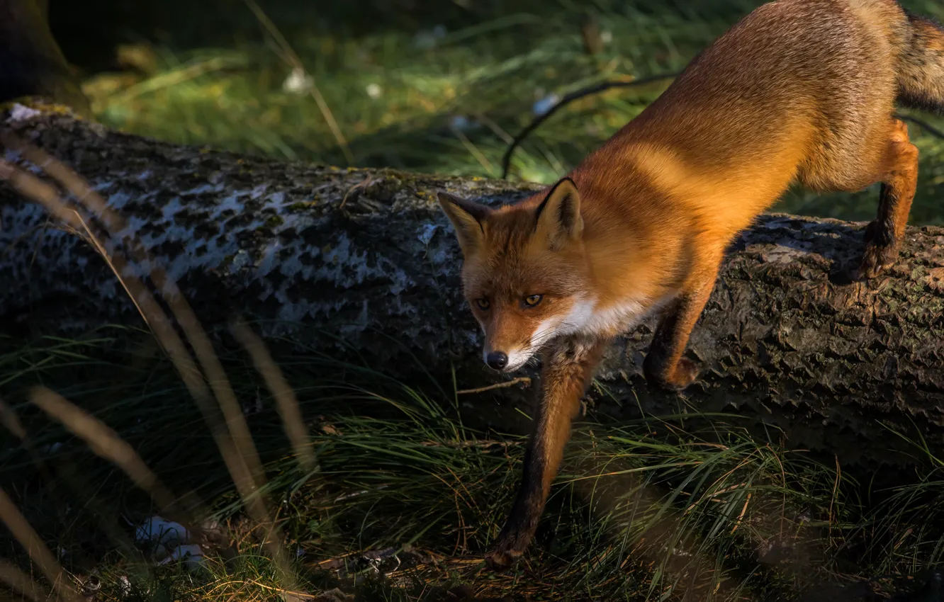 Photo wallpaper forest, grass, look, face, trees, pose, paws, Fox