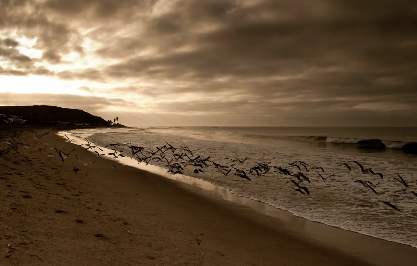 Photo wallpaper sea, night, bird