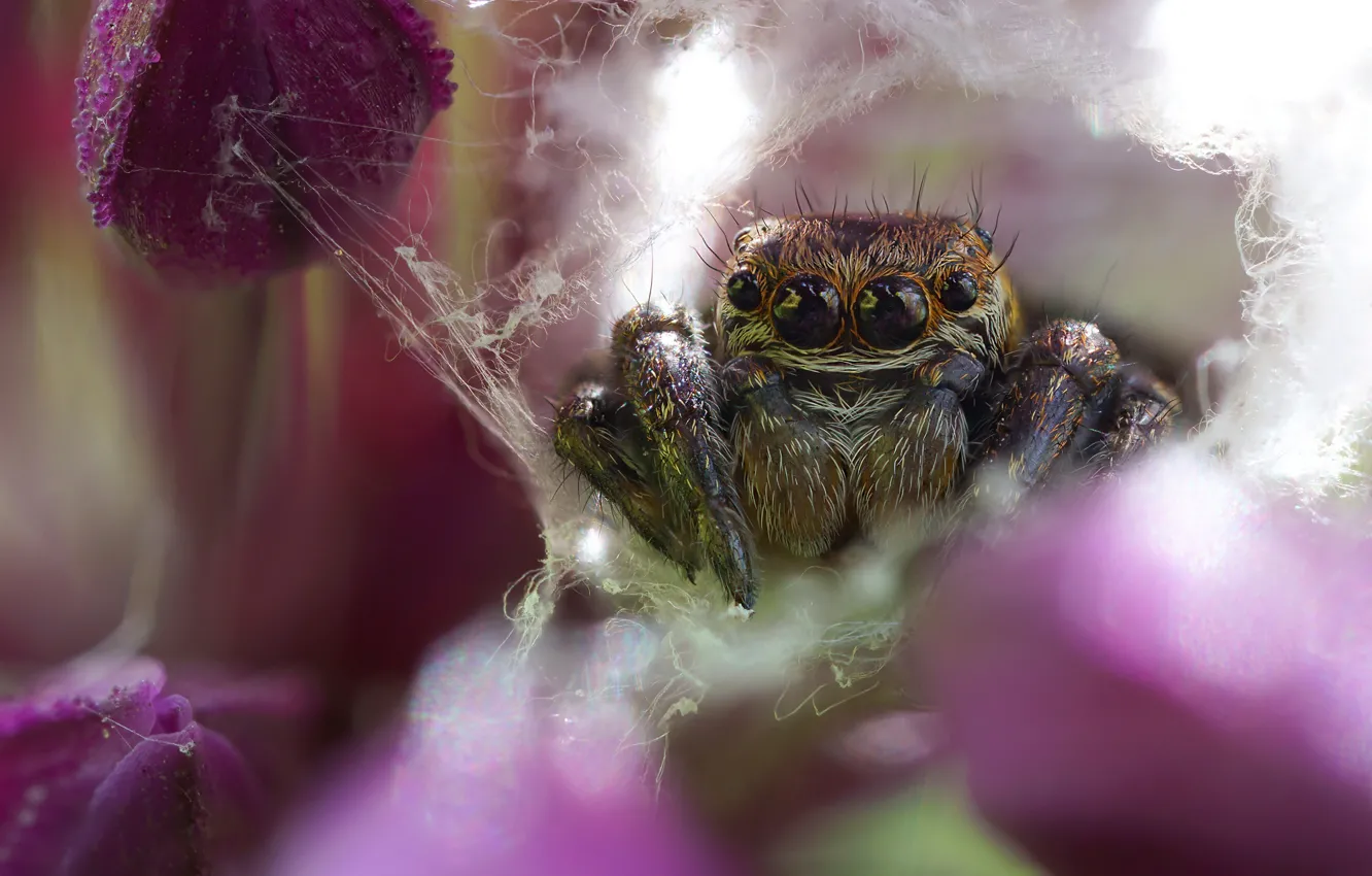 Photo wallpaper eyes, flowers, spider, shelter