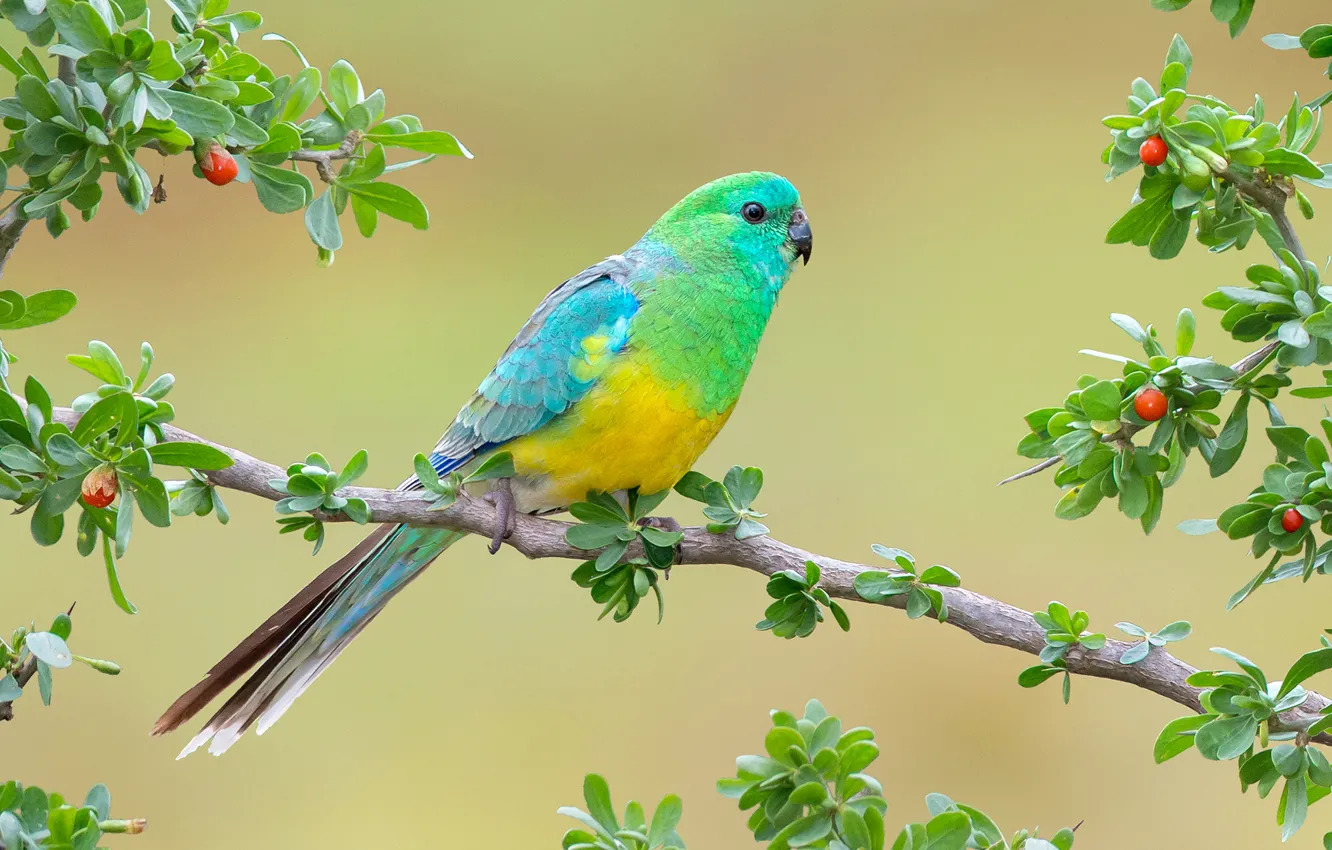 Photo wallpaper branches, background, bird, parrot, Rumped parrot
