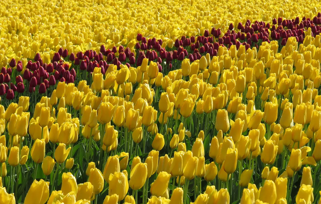 Photo wallpaper field, yellow, tulips, yellow tulips