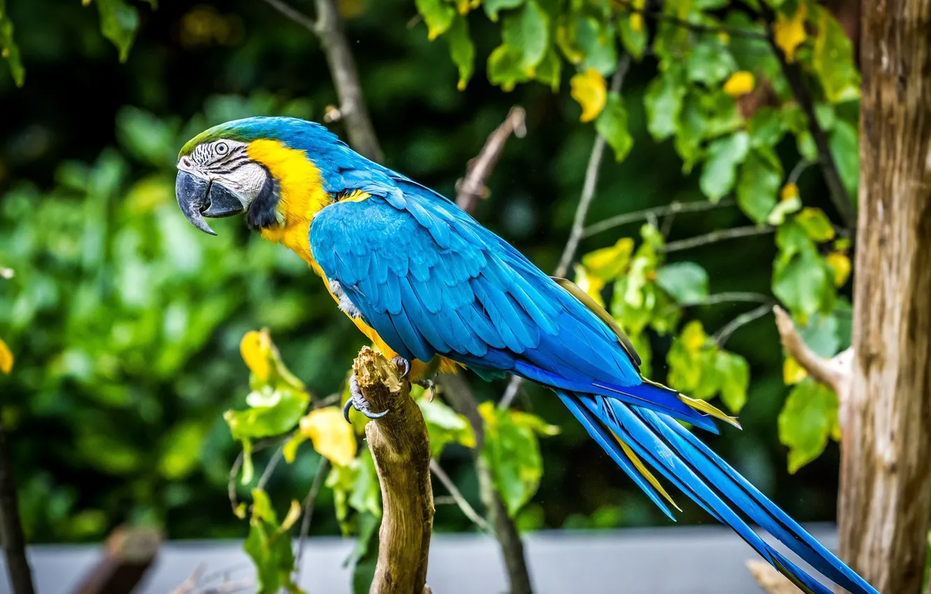 Photo wallpaper color, bird, feathers, beak, parrot, profile, Ara