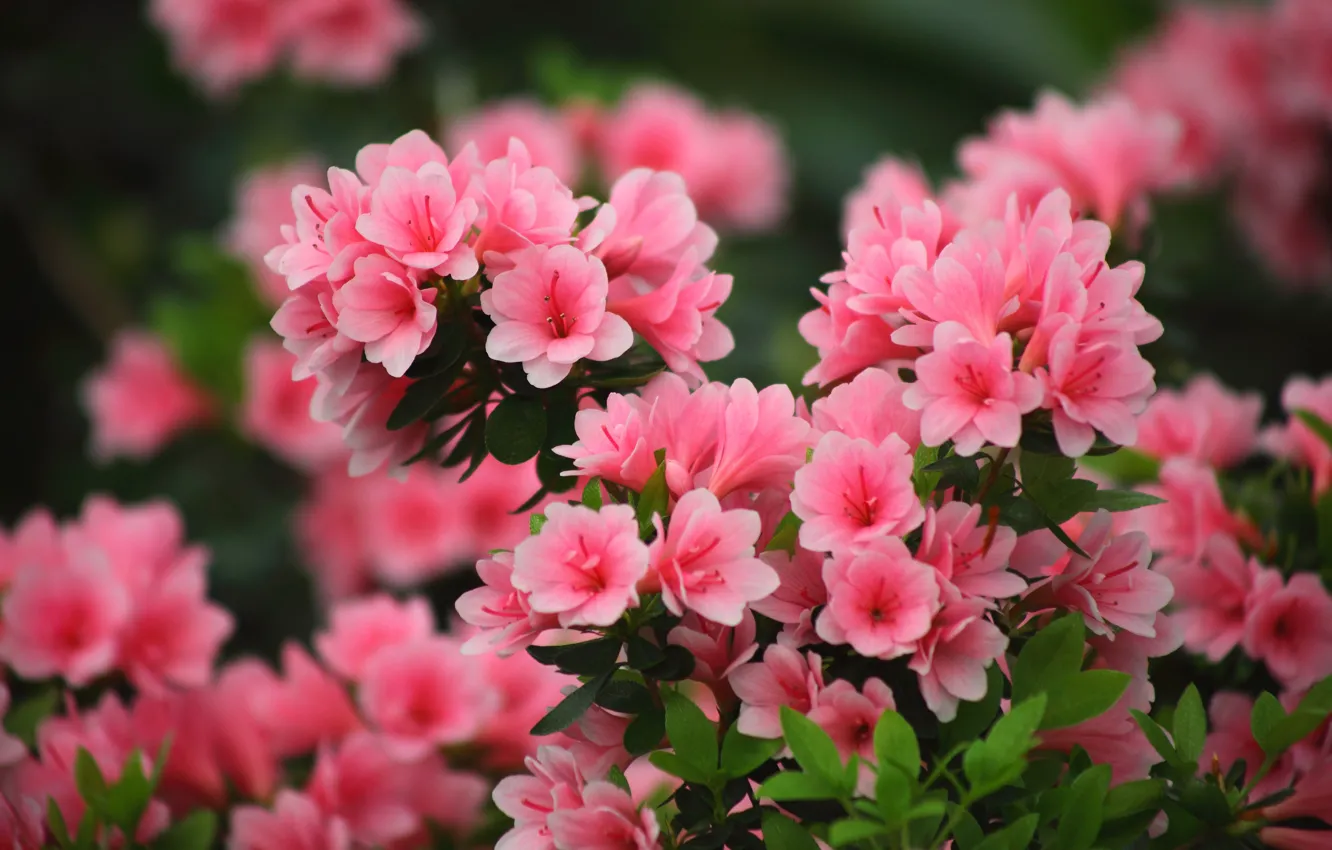 Photo wallpaper flowers, nature, background, garden, gentle, pink, leaves, Azalea