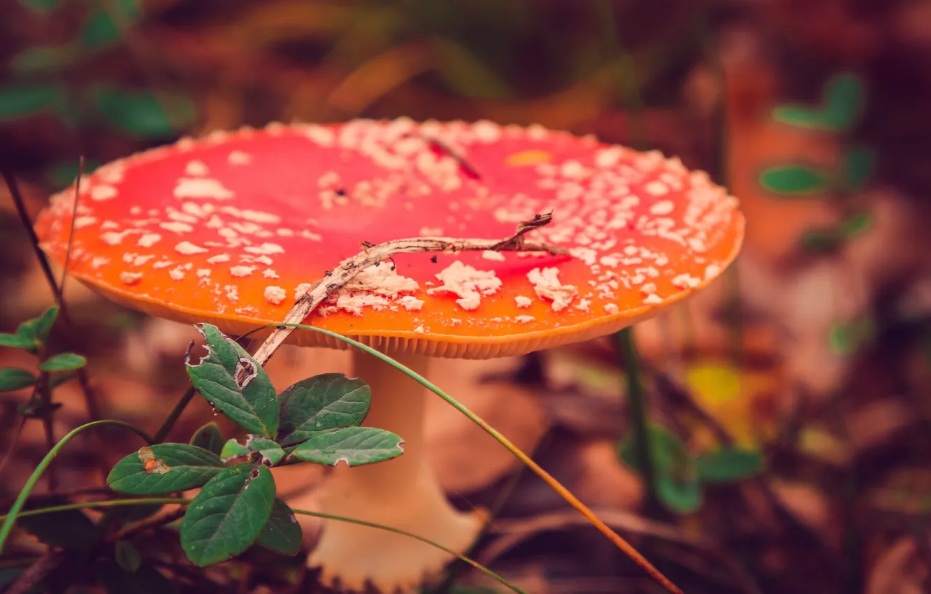 Photo wallpaper autumn, macro, nature, mushrooms