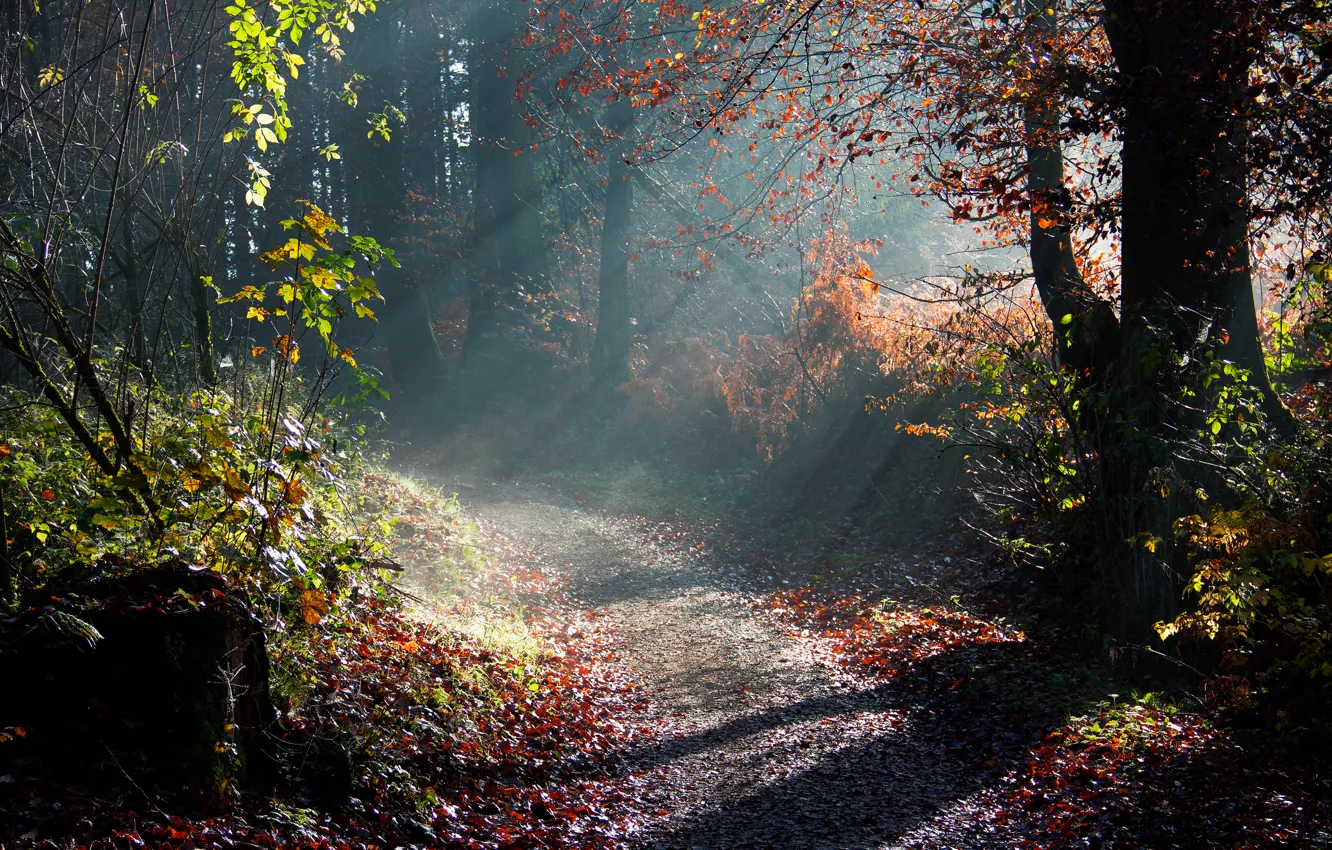 Photo wallpaper autumn, rays, light, trees, nature, morning