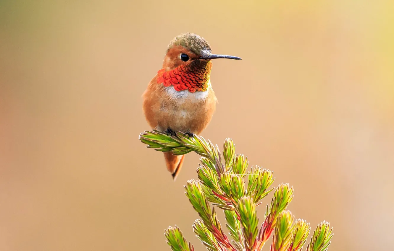 Photo wallpaper Hummingbird, bird, twigs