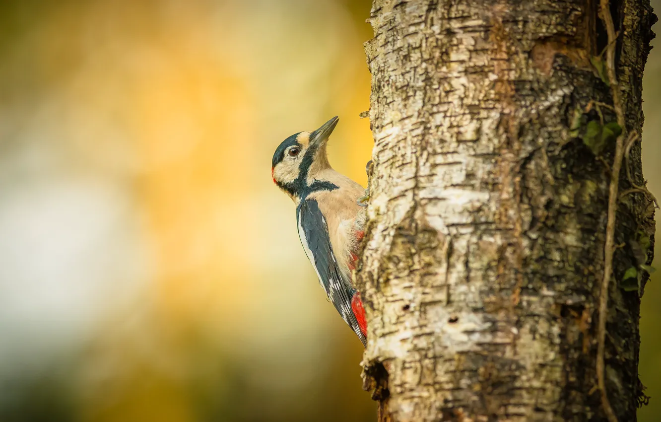 Photo wallpaper trees, bird, woodpecker