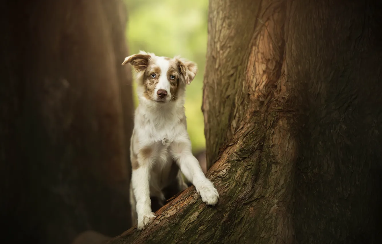 Photo wallpaper trees, dog, spot, puppy