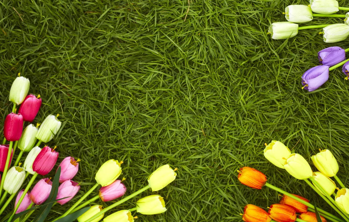 Photo wallpaper grass, flowers, spring, colorful, tulips, flowers, tulips, spring