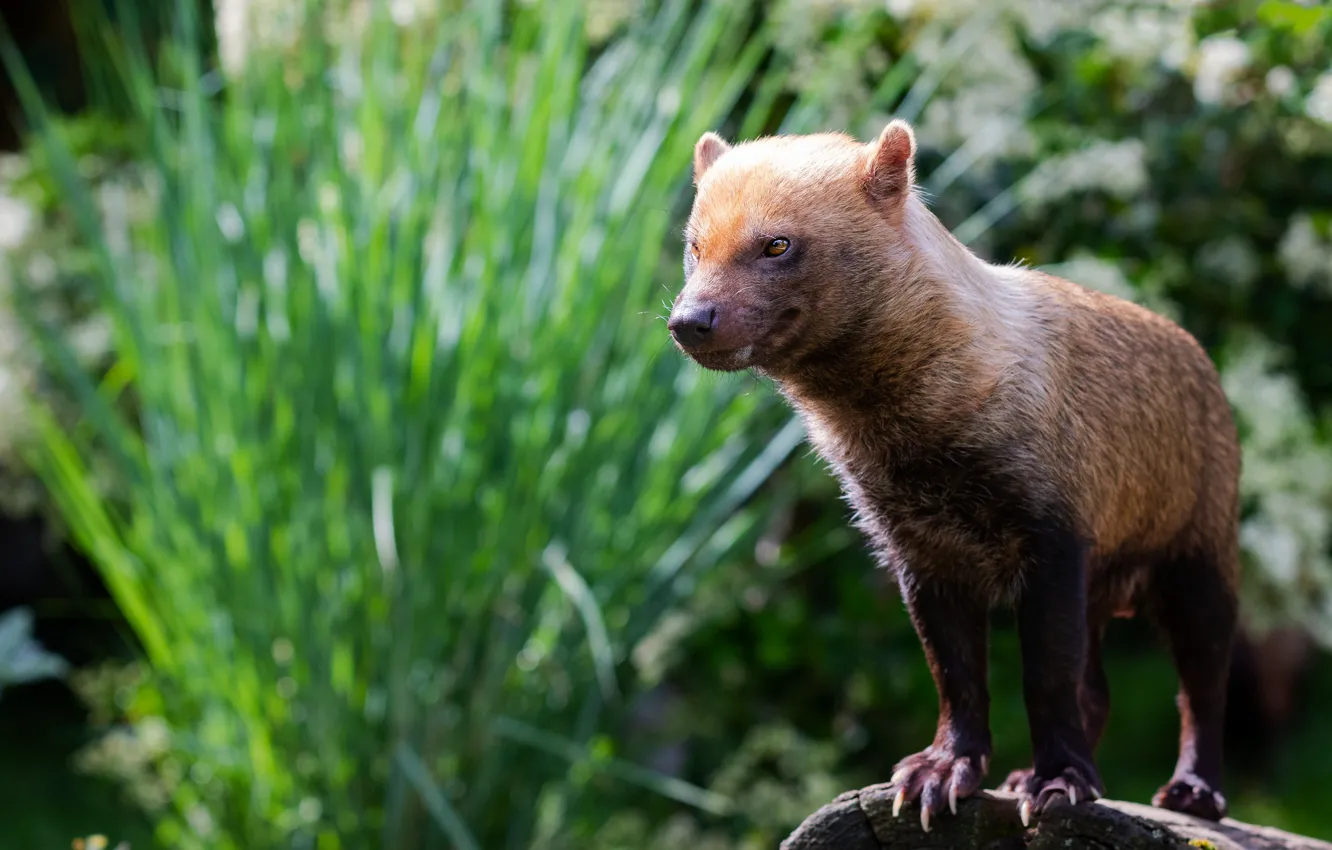 Photo wallpaper greens, grass, look, face, pose, tricky, bokeh, Tasmanian devil