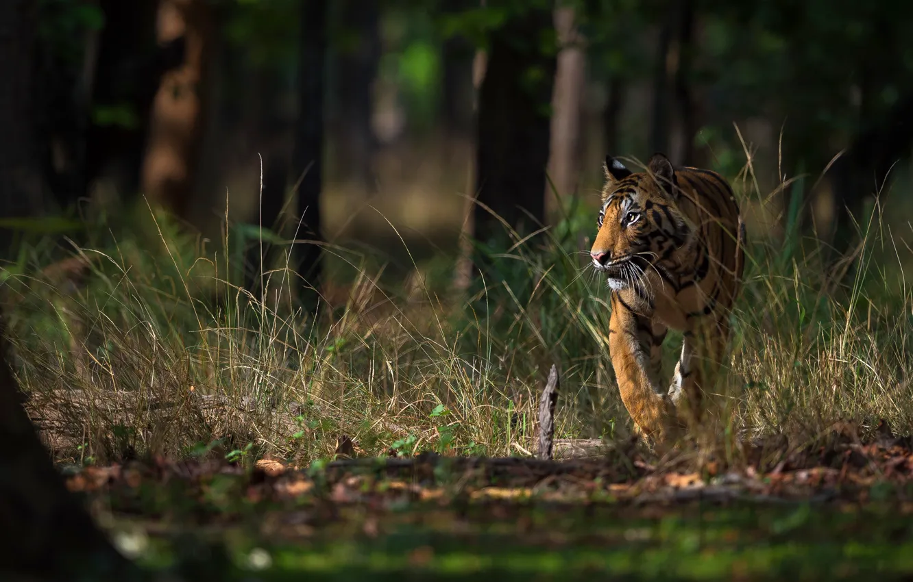 Photo wallpaper forest, grass, look, light, trees, nature, tiger, pose
