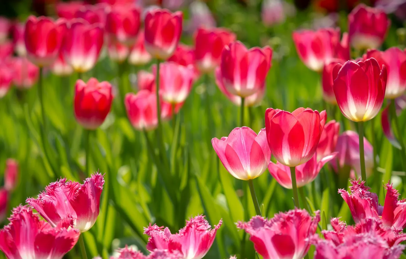 Photo wallpaper tulips, pink, buds, bokeh