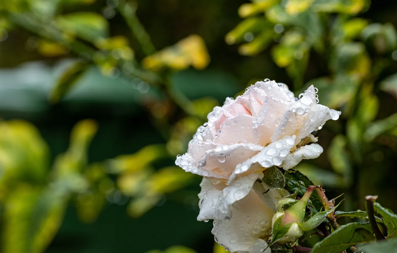 Photo wallpaper white, drops, flowers, roses, garden, buds, bokeh