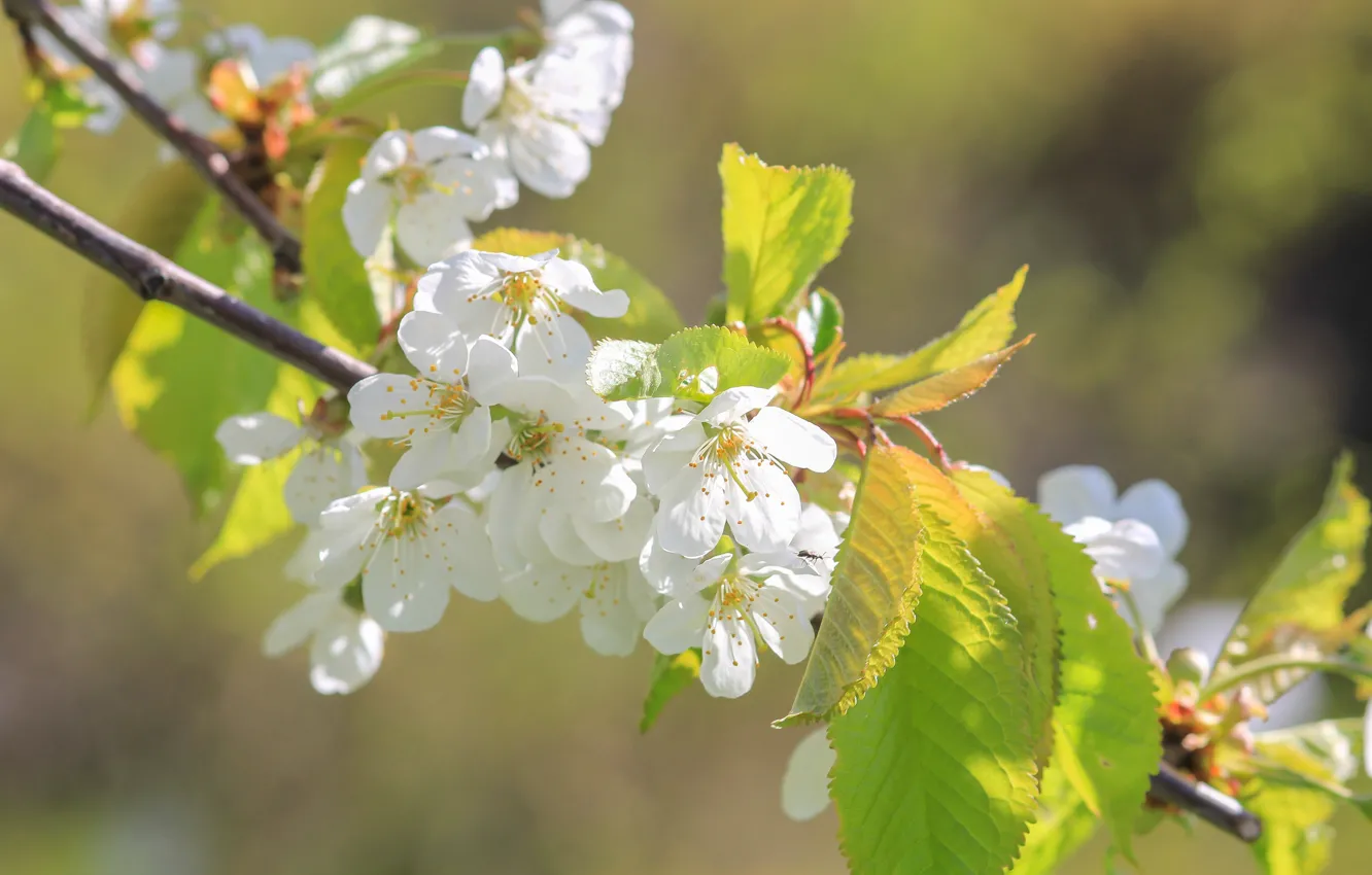 Photo wallpaper light, flowers, branches, cherry, spring, Sakura, white, flowering