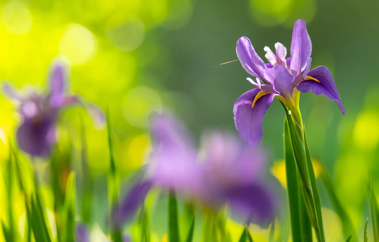 Photo wallpaper flowers, lilac, iris